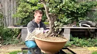 Пересадка огромного бонсай из боярышника сорта &laquo;ямадори&raquo; осенью