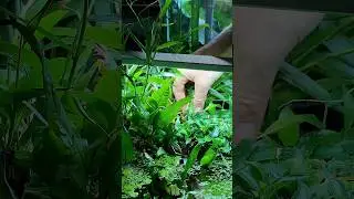 Cutting the Murdannia keisak plant that was blocking light from the Anubias ✂️🌱#fishtank #aquarium