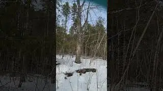 Столетний клен !), March 19, 2025