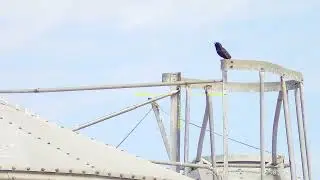 Dairy Farm Pest Control #56 with the FX Maverick