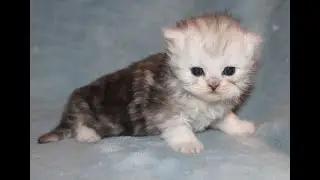 CFA Shaded Silver Male Persian Kittens
