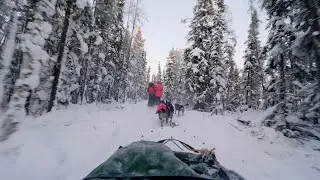 Sled Dogs POV // Winter Ambience for Sleeping + Studying + Insomnia // Relaxing Background Sounds