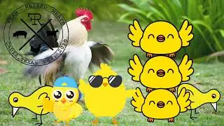 RF FARM Chicken Fun #shorts #farming #homestead #chicken #egg