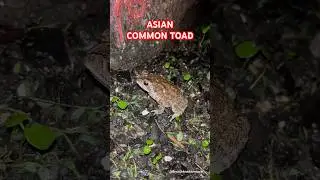 Asian Common Toad | Explore | BycatchAndAdventures #toad #herping #matheran #shorts #youtubeshorts