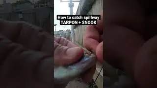 HOW TO CATCH SPILLWAY TARPON + SNOOK 🎣