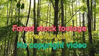 Forest Footage | Stock Videos | Free Royalty  No Copyright Videos