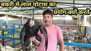 बकरी पालन के कामयाबी का अनोखा तरीका // How to success in goat farming