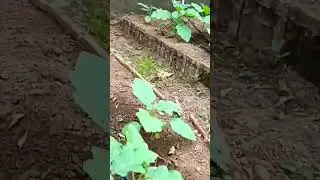 Gardan#Agriculture#Farming#FarmLife#AgriLife#AgroFarming#FarmersLife#RuralLife#AgriCultureLove