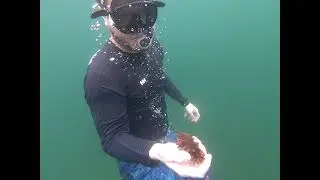Дайвинг Владивосток о.Русский о.Попова очень красивый подводный мир