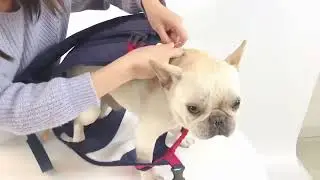 Backpack For French Bulldogs