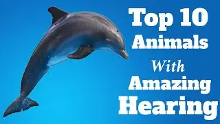 The top 10 animals with the amazing hearing 🐬👂| Animal Kingdom🐘
