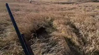 Minnesota Pheasant Hunting November