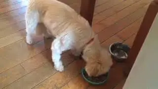 How to Feed Your Dog- Spoiled Rotten at Dinner Time