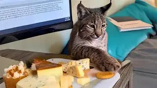 This Bobcat Steals EVERYTHING. You Won’t Believe What This Sneaky Little Thief Stole Next!