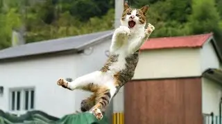 Funny Animal Videos Will Make You Laugh So Hard 🤣 #12