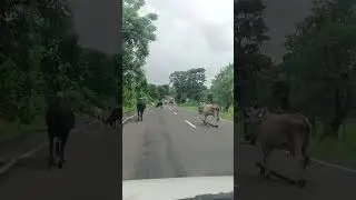 safe animal✨🙌🙏 #bollywood #love #hindisong #sonuvlogs063 #sadcoversong #nature #automobile #travel