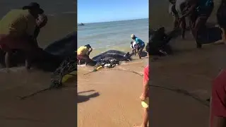 Giant Stingray Rescue || ViralHog