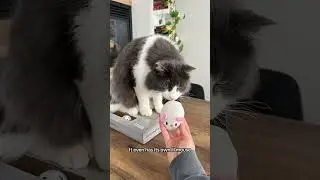 This Is Why Your Cat NEEDS A Laptop | ScratchPad Pro Laptop for Cats by Relatable