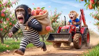 😱 Baby Monkey iZi Drives a JCB in a Thrilling Chase 🚜🍑 Over a Chimpanzee Stealing Peaches!