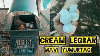 mavi yumurtlayan tavuk cream legbar