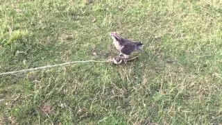 Lure swinging a falcon