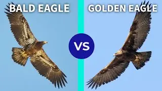 Bald Eagle vs. Golden Eagle - Bird ID Made Easy
