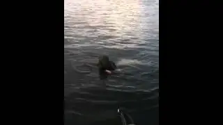 Swamp Monster Found in New Jersey! *SHOCKING FOOTAGE*