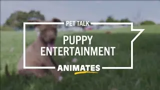 Animates Pet Talk - Entertaining your Puppy