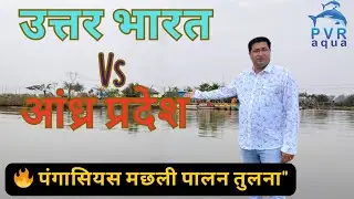 North India vs Andhra Pradesh: Pangasius Fish Farming Comparison | PvrAqua