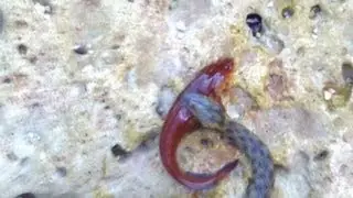 Snake Hunts and Kills Fish