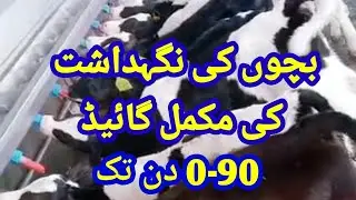 Calf rearing and management》 Part-1》0-90 din tak bachon ki management ki guide