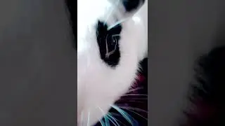 Hello, my name is Thumper The Rabbit 🐰