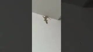 Chipkali season is back..
