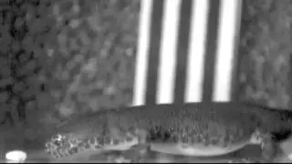 Death newt hunts maggots on water and land