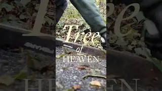 Tree of Heaven Invasive Plant Management: Different Approaches same problem.