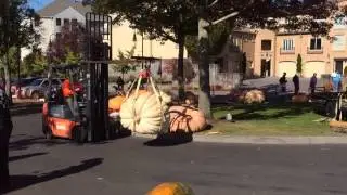 Transporting the giant pumpkin