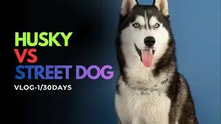Husky vs strreet dog 🐶 #husky #streetdogs #doglover #huskydog #funnydogs #huskymeetingdogs #vlog 