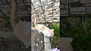 Голодный друг #teamwork #cat #бмв #automobile #взаимно #собака #pets #animals #жизнь #топ