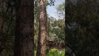 The slash pine, Pinus elliottii in western Florida.