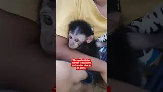 The spoiled baby monkey looks calm and comfortable in his arms. #monkey #babymonkey #animals #short