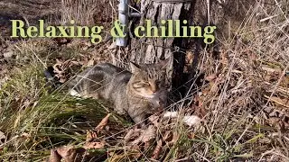 Relax & Chill 🐈&zwj;⬛ | A Cat Taking a Peaceful Break | NO AI | REAL CAT