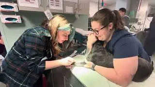 Canine Sternal Recumbency and Cephalic Venipuncture Restraint