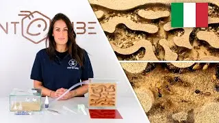 ANTCUBE Starter Set Sughero per formiche che nidificano nel legno