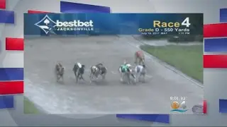 Facing South Florida: Amendment 13 On Greyhound Racing