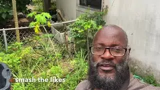 Pineapple rafting, transplant massive harvest.