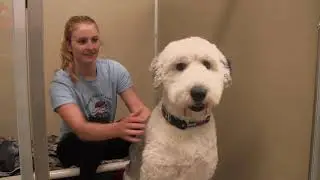 Wagging Tails Pet Resort
