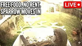 Cat TV | This Sparrow Moves In
