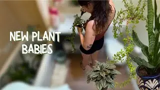 beginner plant care vlog