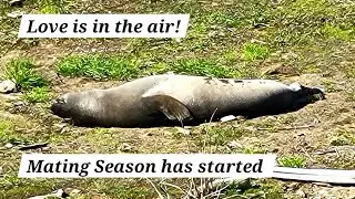 Love is in the air! Elephant Seal mating season at Drakes Beach