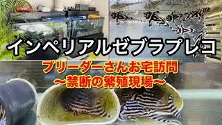インペリアルゼブラプレコの聖域──国内トップブリーダーさんのお宅訪問